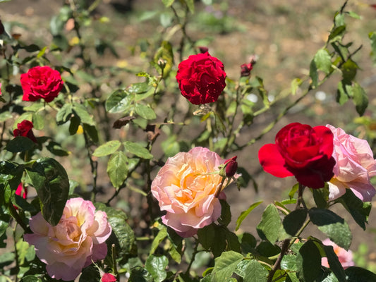 U-Cut Roses Experience Holiday Gift Card - Two Bucket Deal