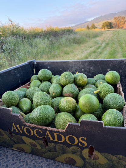 Avocado Box