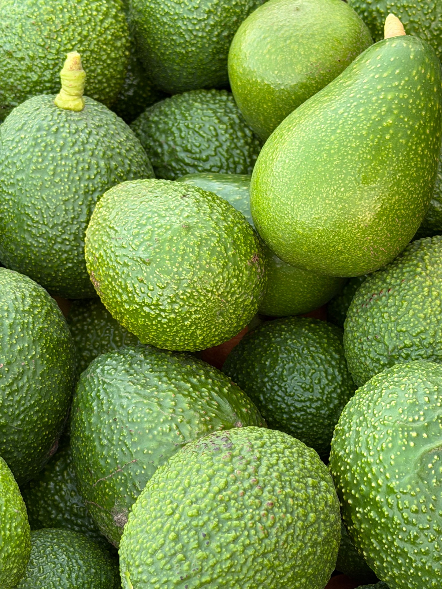 Avocado Box