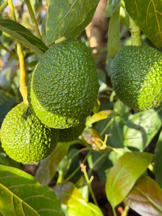 Avocado Box