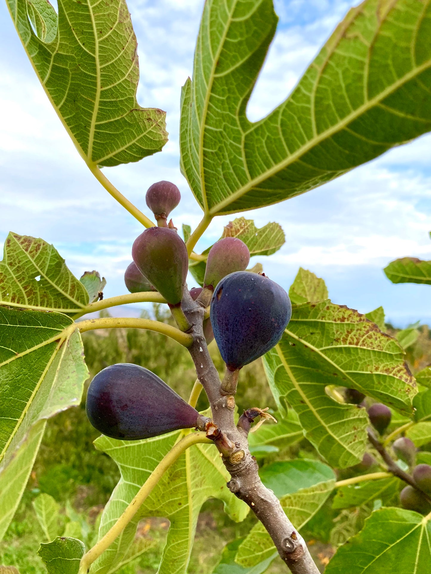 Figs for the Home Garden - Feb 23