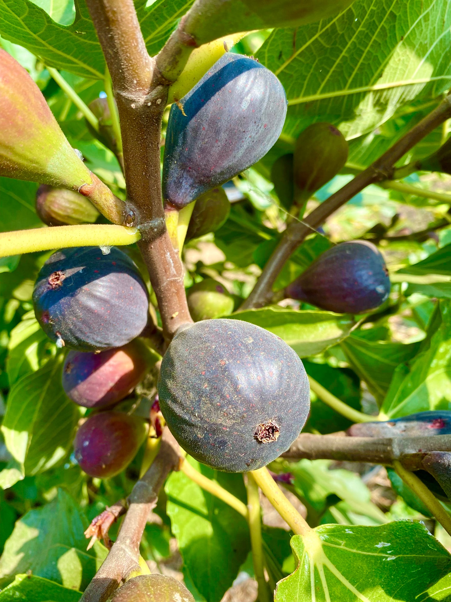 Figs for the Home Garden - Feb 23