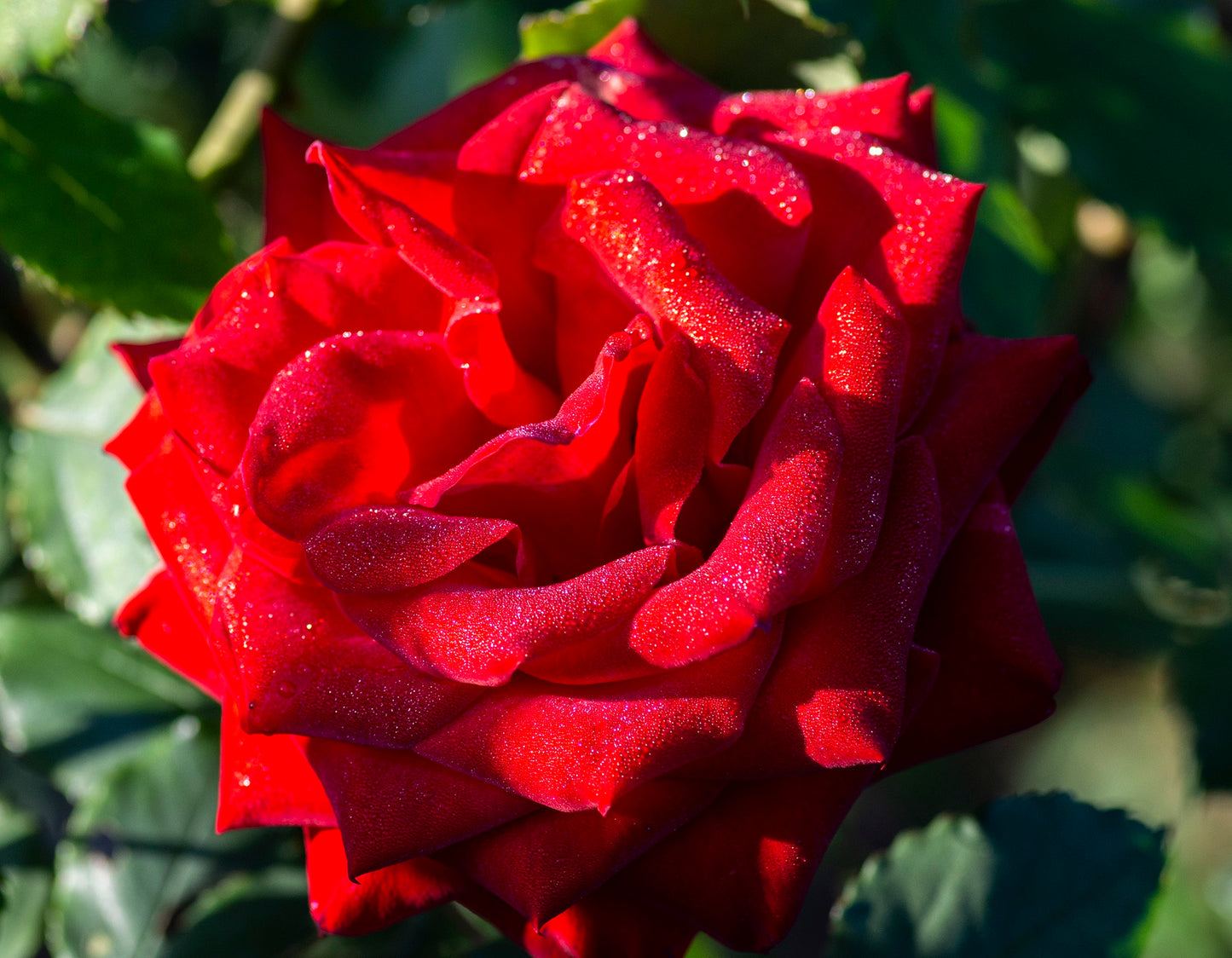 U-Cut Roses Experience Holiday Gift Card - Single Bucket