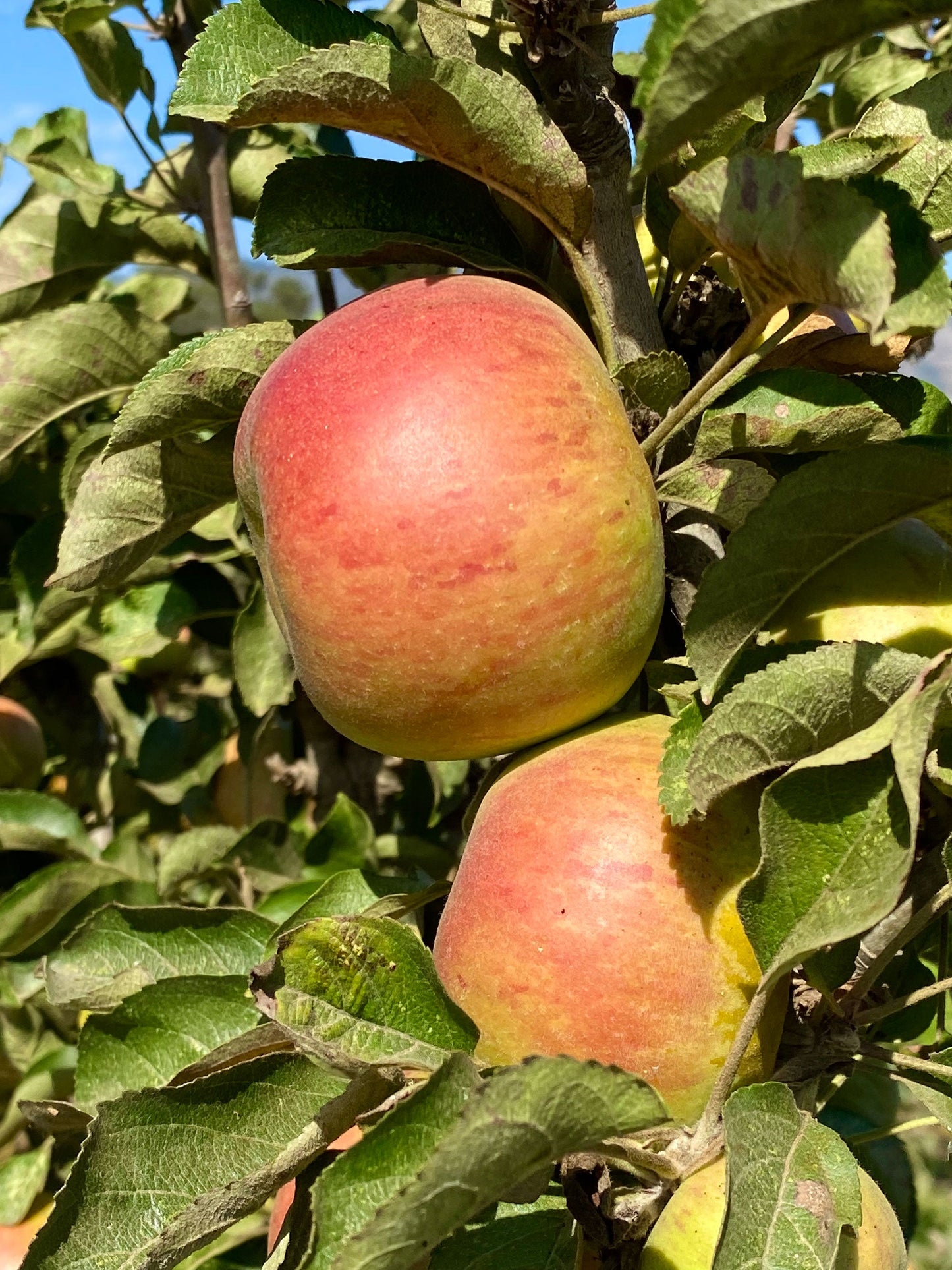 Heirloom Apple & Pear Orchard Walk & Tasting: October 8th
