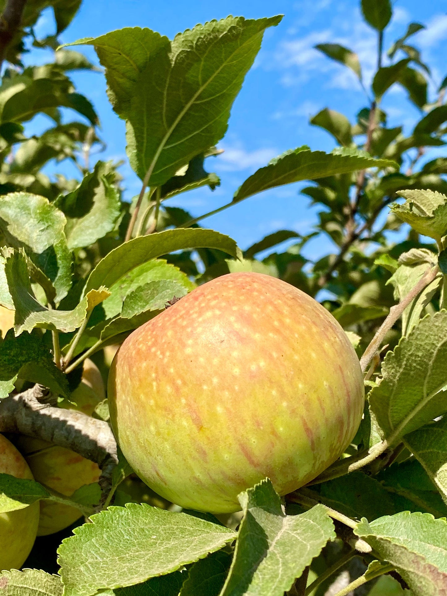 Heirloom Apple & Pear Orchard Walk & Tasting: October 8th