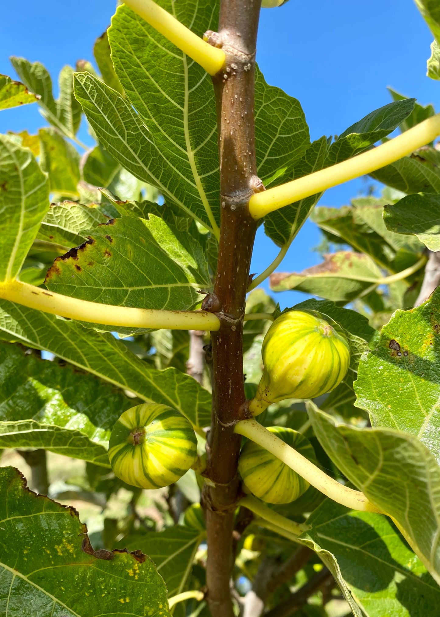 Figs for the Home Garden - Feb 23