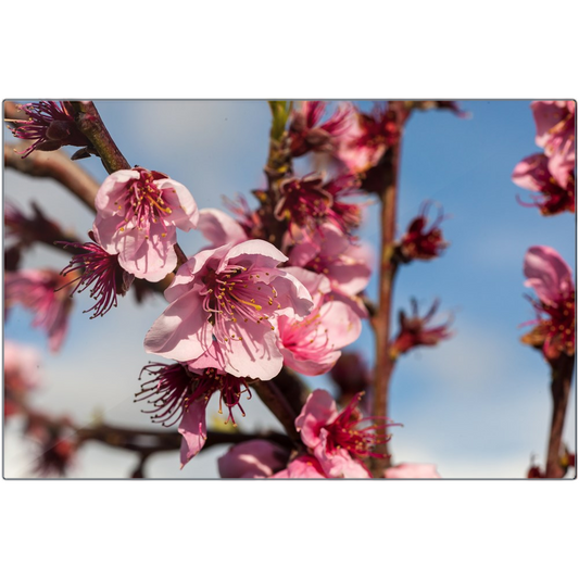 Peach Blossoms - Metal Prints