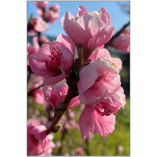 Peach Blossoms in the Morning Dew - Metal Print