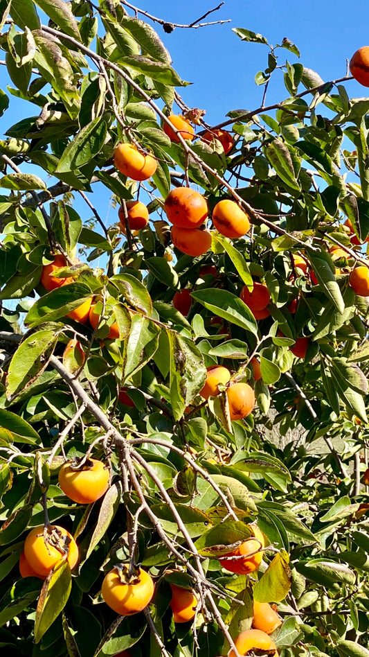 Coffee Cake Persimmons