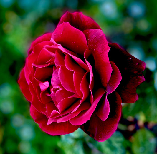 Winter Rose Care Workshop - February 16