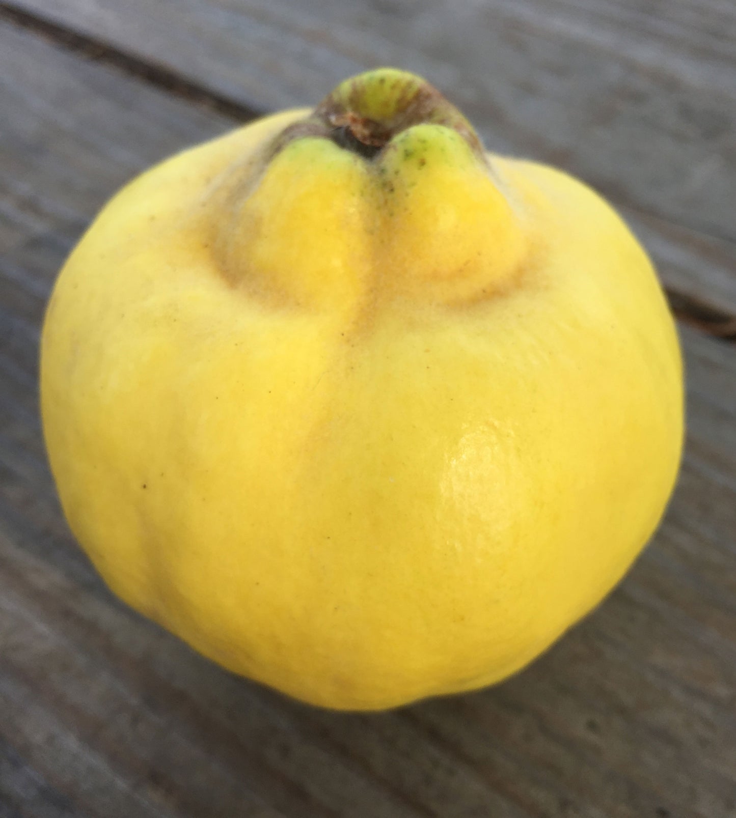 Aromatanaya Quince