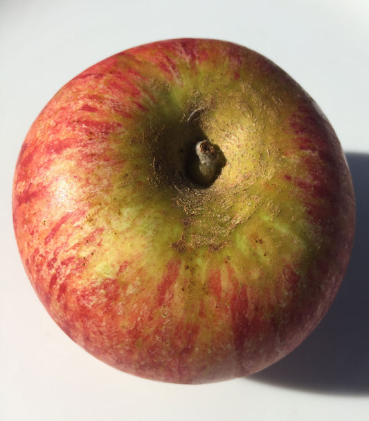 Cox's Orange Pippin Apples