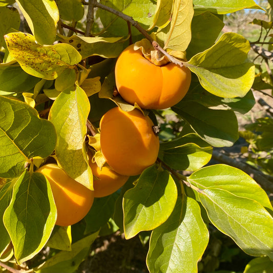 Fuyu Persimmons