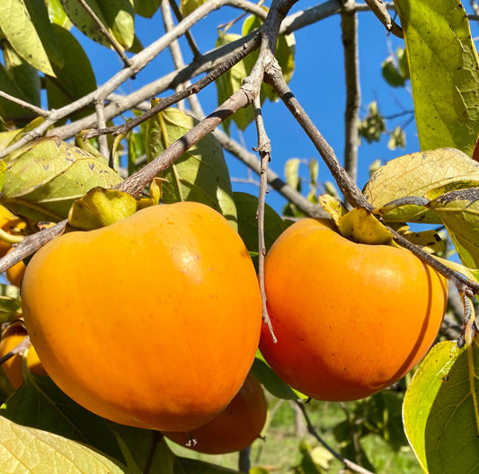 Hachiya Persimmons