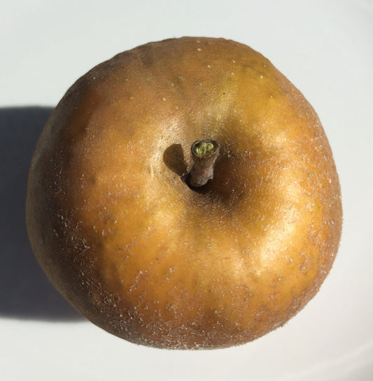 Hudson's Golden Gem Apples