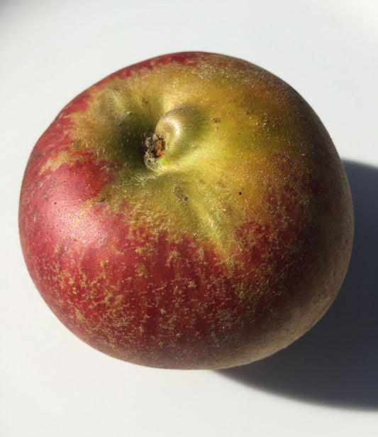 Orleans Reinette Apples