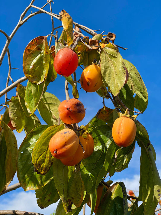 Saijo Persimmons
