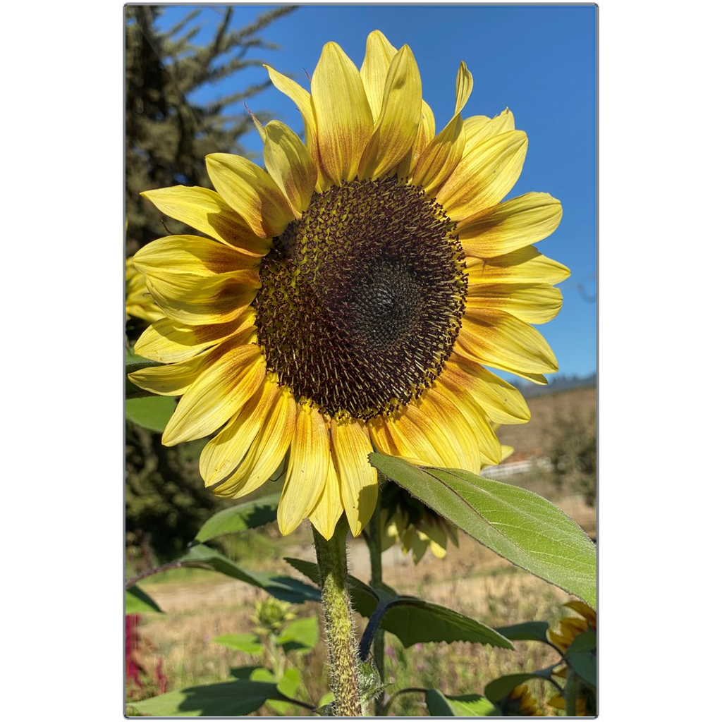 Sunflower - Metal Print