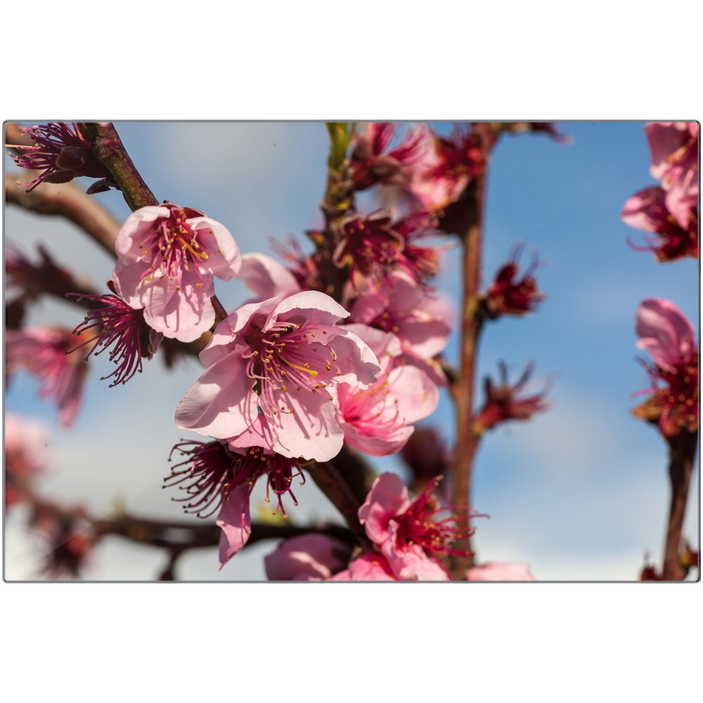Peach Blossoms - Metal Prints